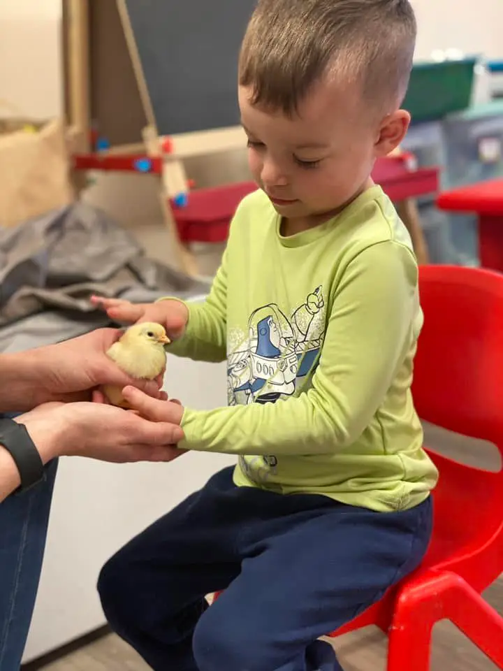 Toddler holding a baby chicken at K2 daycare